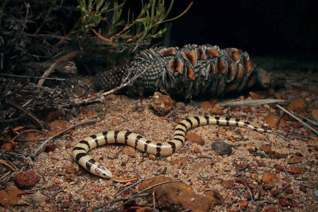 West-Coast Banded Snake
