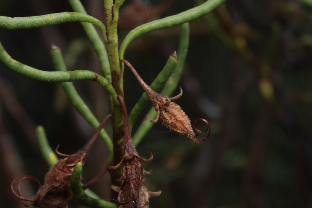 Eremophila ionantha; photograph author not stated, no rights reserved