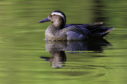 Garganey, photo 10 of 10