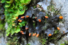 Peltigera neopolydactyla