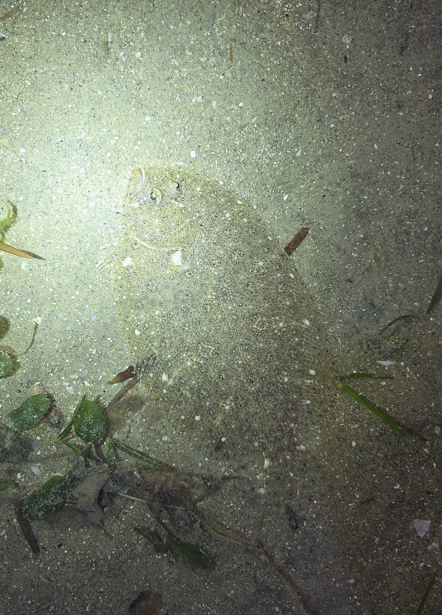 Javan Flounder photo 7
