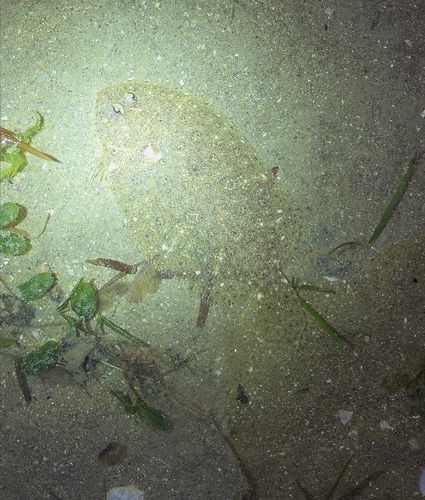 Dab (Pseudorhombus javanicus) — Paralichthyidae — 5