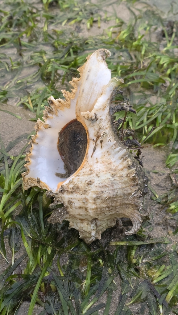Branched murex