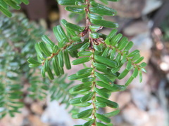 Tsuga diversifolia