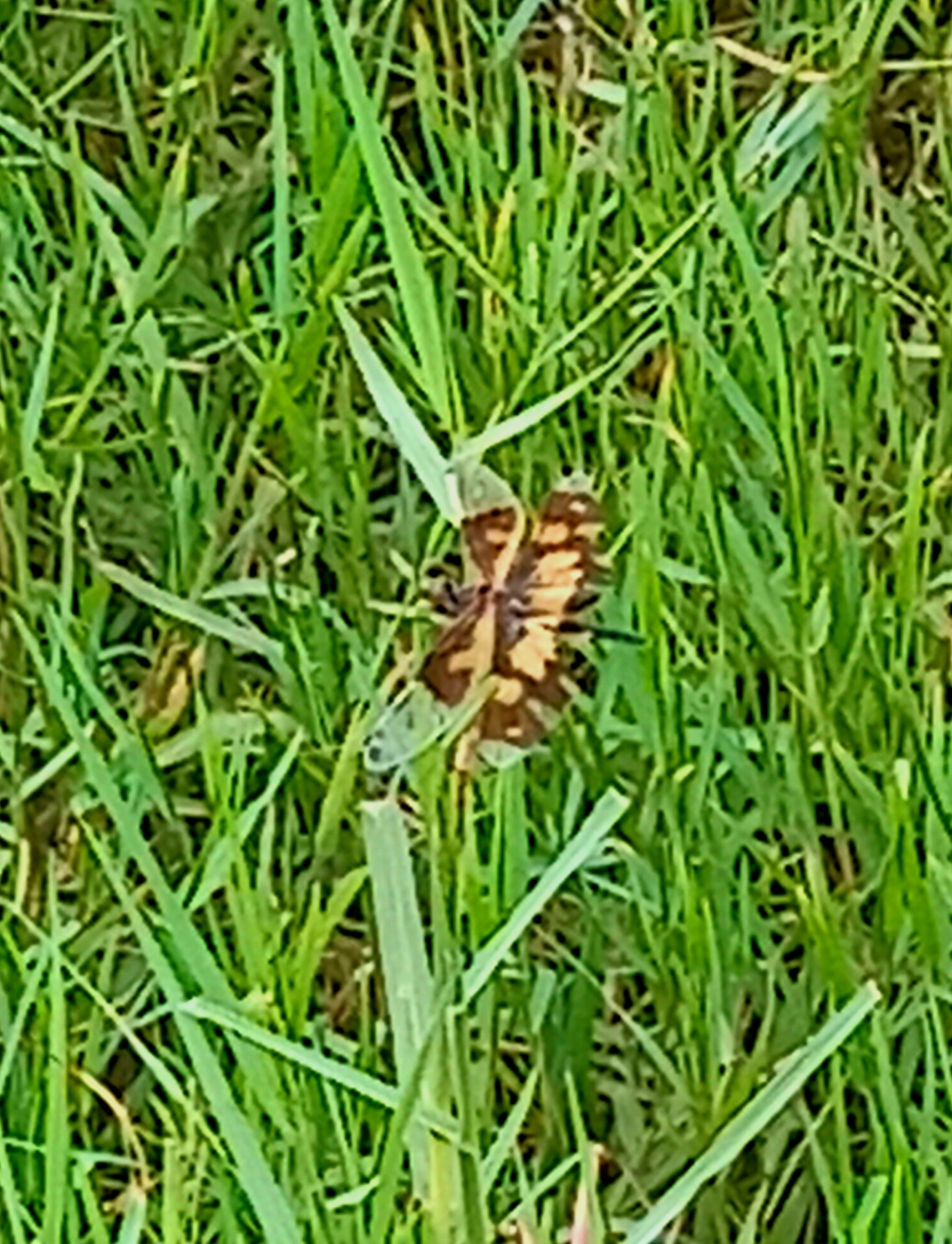 Common Picture Wing