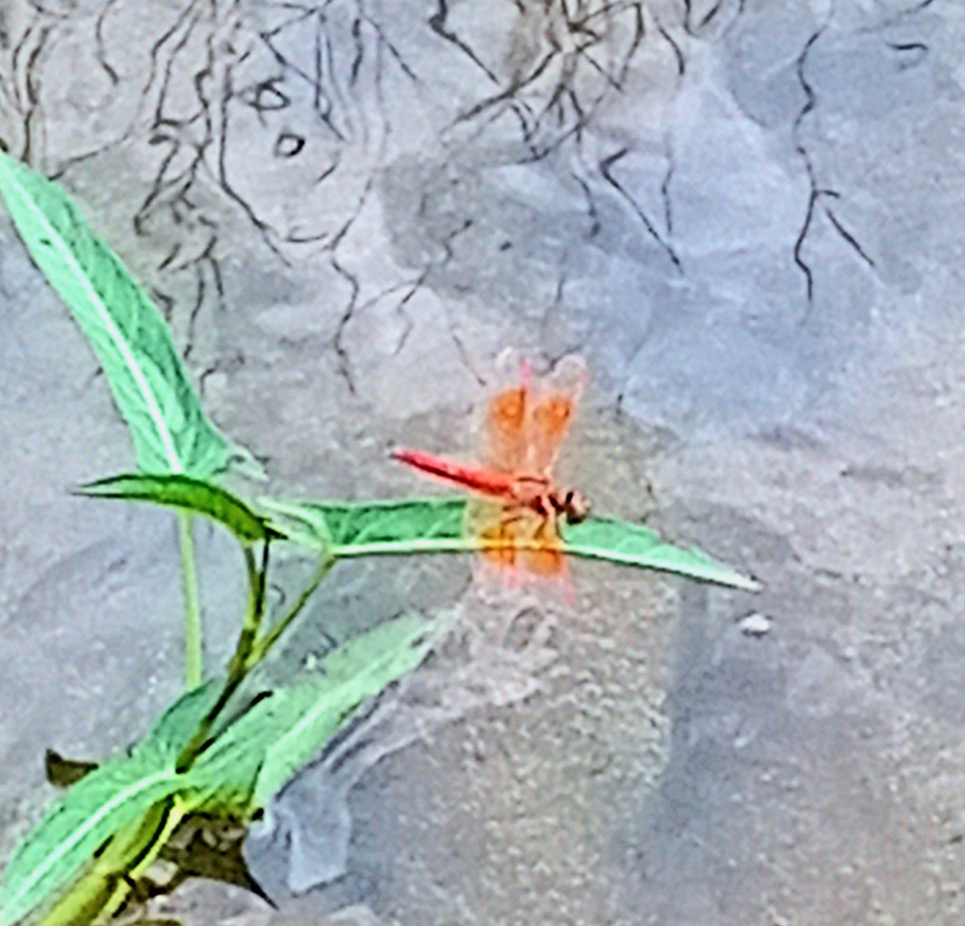 Ditch Jewel
