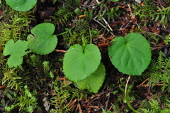 Viola orbiculata