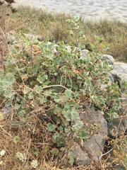 Malvella leprosa