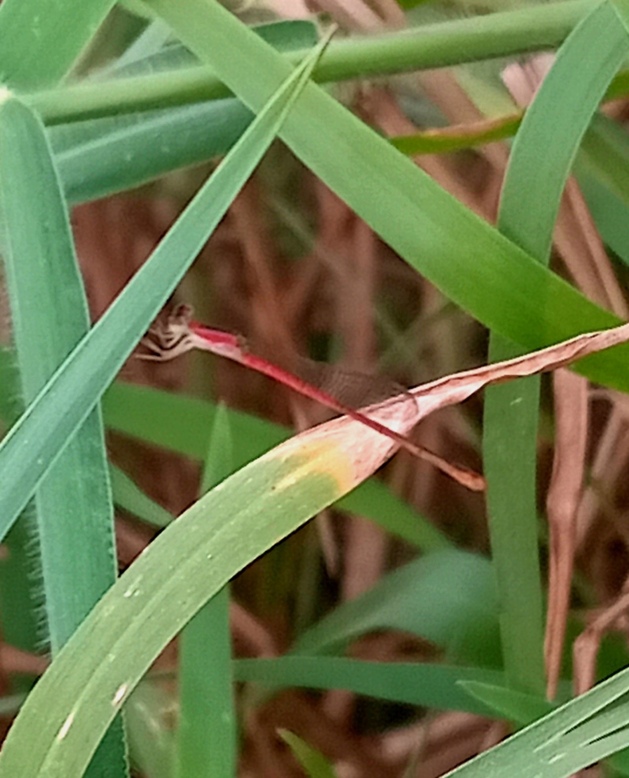Pygmy Dartlet
