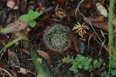 Mammillaria wrightii wilcoxii