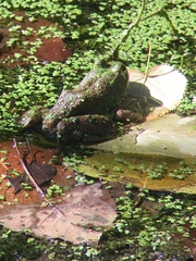 Lithobates catesbeianus