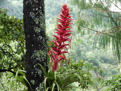 Tillandsia borealis