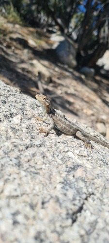 iNaturalist observation photo of Common Sagebrush Lizard