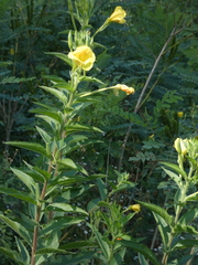 Oenothera stucchii