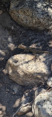 iNaturalist observation photo of Common Sagebrush Lizard