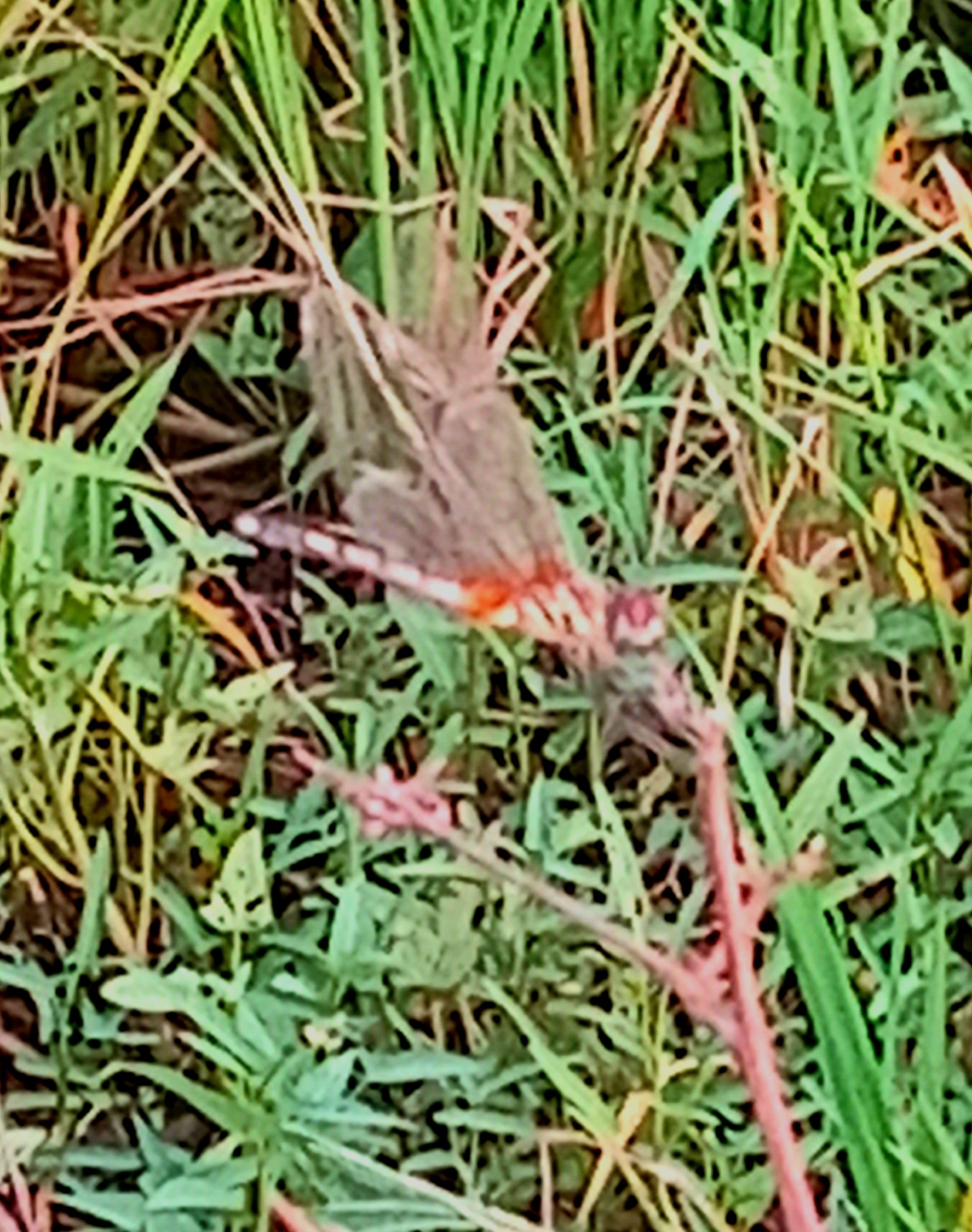 Long-Legged Marsh Glider