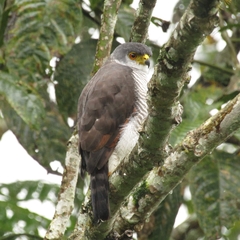 Microspizias collaris