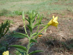 Oenothera stucchii