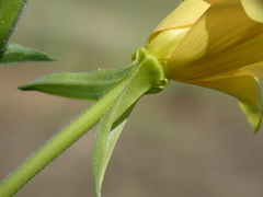 Oenothera stucchii