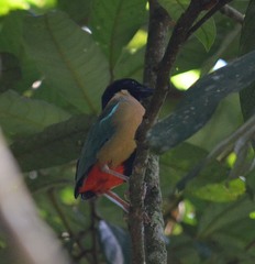 Pitta versicolor