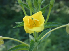 Oenothera stucchii