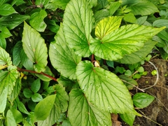 Begonia malabarica, photograph renjus box, CC BY, iNaturalist via GBIF