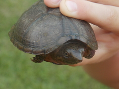 Sternotherus intermedius