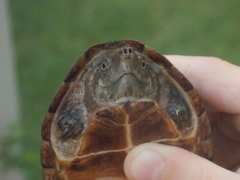 Sternotherus intermedius