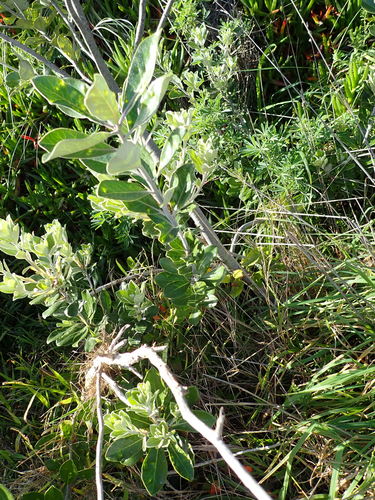 Pittosporum crassifolium