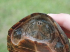 Sternotherus intermedius