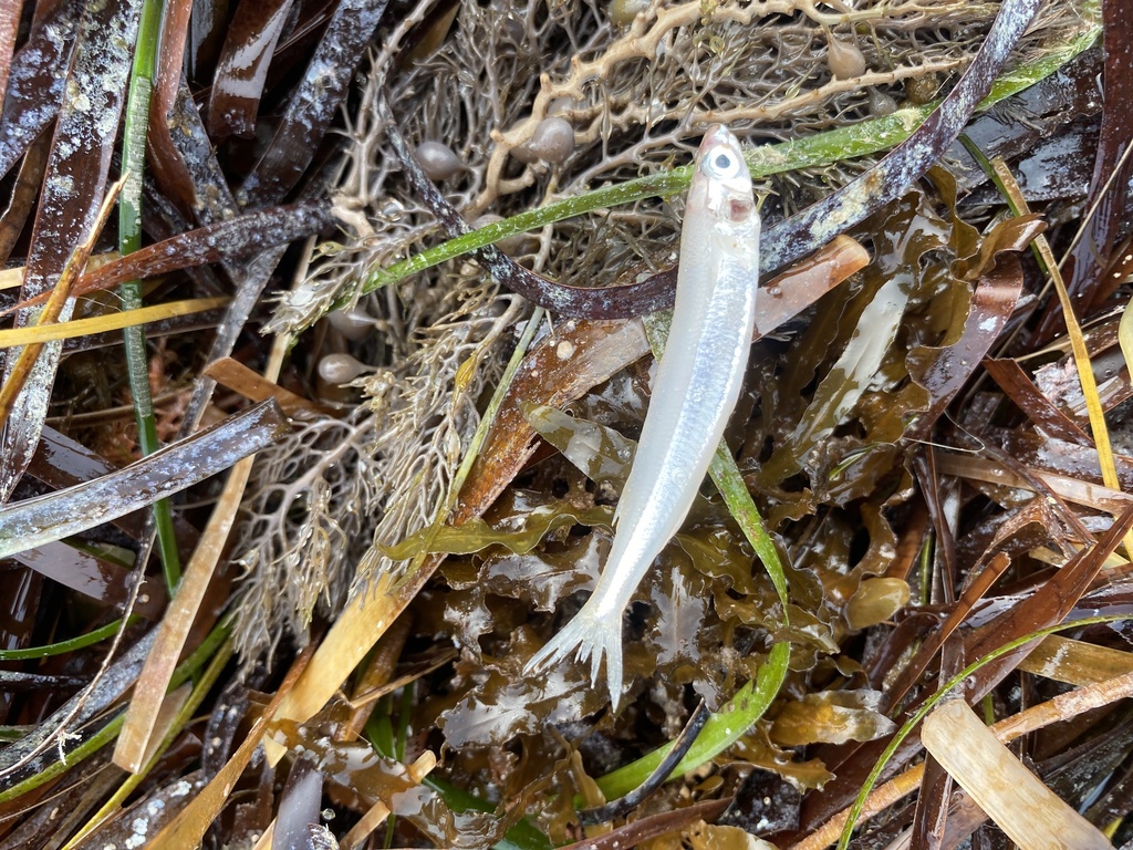 Elongate hardyhead (Leptatherina presbyteroides) — Atherinidae