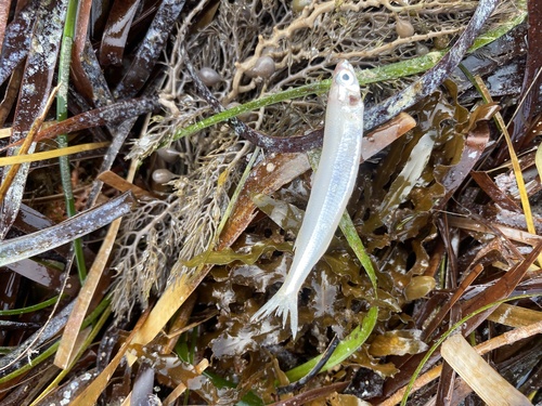 Elongate hardyhead (Leptatherina presbyteroides) — Atherinidae