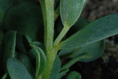 Crotalaria avonensis