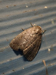 Athetiina