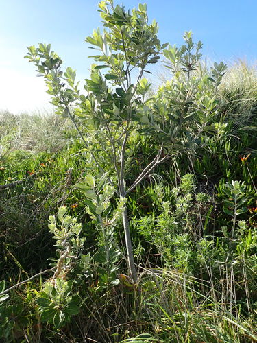 Pittosporum crassifolium