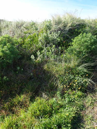 Pittosporum crassifolium