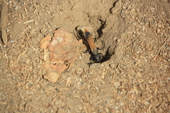 Palmodes praestans