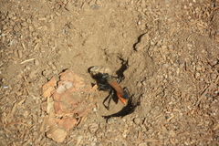 Palmodes praestans