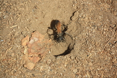 Palmodes praestans