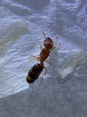 Pheidole parva