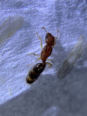 Pheidole parva