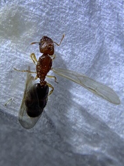 Pheidole parva