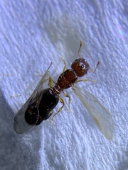 Pheidole parva