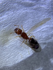 Pheidole parva