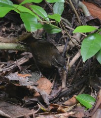 Oreoscopus gutturalis