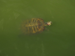 Trachemys scripta elegans