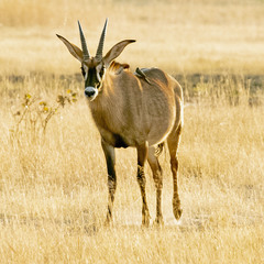 Hippotragus equinus equinus