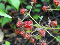 Rubus coriifolius
