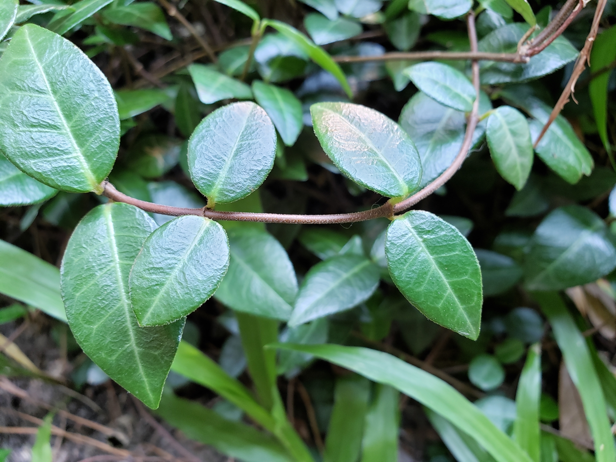 Trachelospermum asiaticum