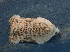 Acleris subnivana